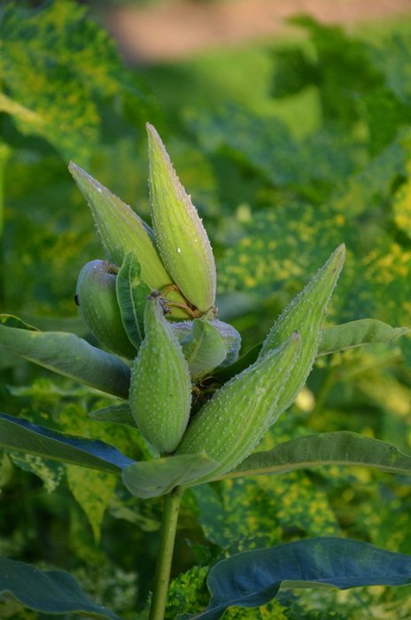 Asclepias syriaca (3)